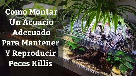 Acuario adecuado .